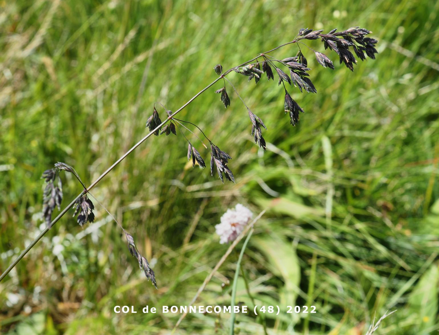 Fescue, (Streamside)